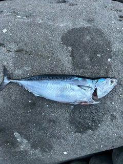 ソウダガツオの釣果