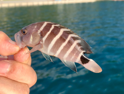 マハタの釣果