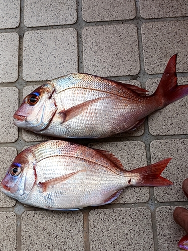 タイの釣果