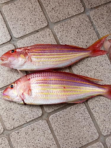 イトヨリダイの釣果