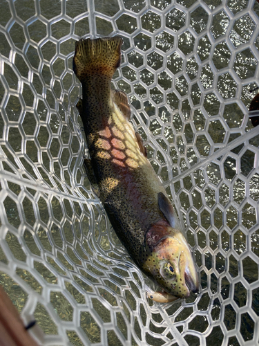 ニジマスの釣果