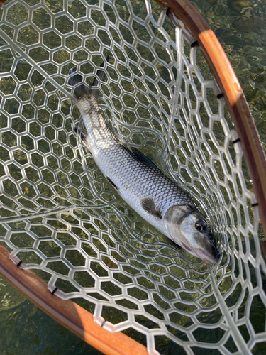 ニゴイの釣果