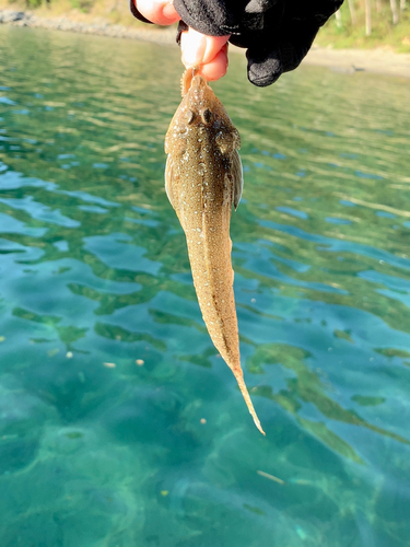 メゴチの釣果