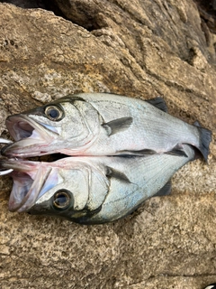 ヒラスズキの釣果