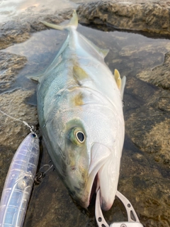 ヒラマサの釣果