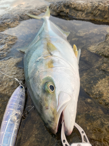 ヒラマサの釣果