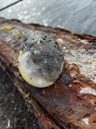 フグの釣果