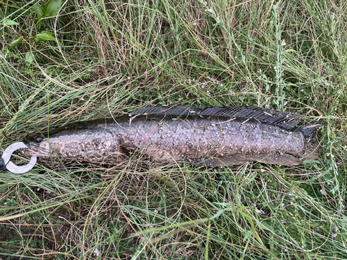 ライギョの釣果