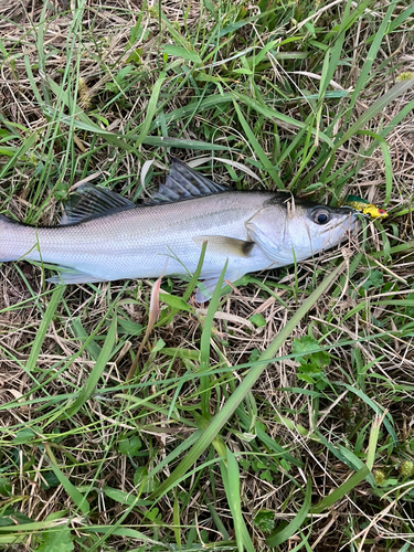 スズキの釣果