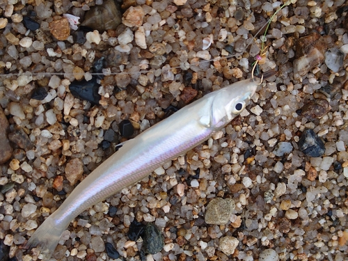 シロギスの釣果