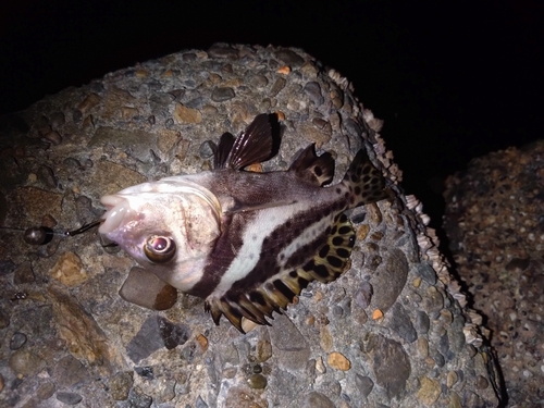 コショウダイの釣果