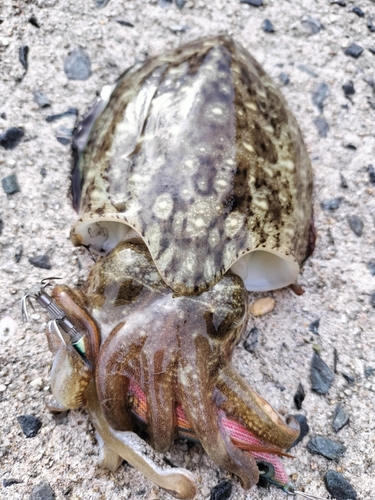 コウイカの釣果