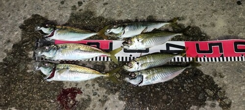 アジの釣果