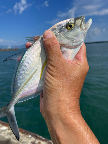 メッキの釣果