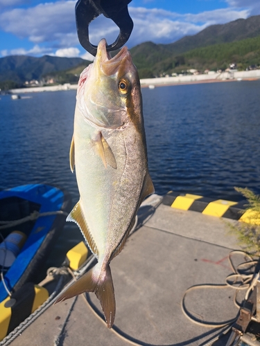 ショゴの釣果