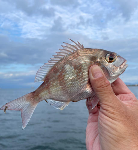 チャリコの釣果