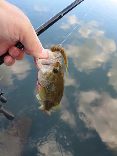 ラージマウスバスの釣果