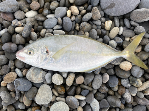 シマアジの釣果