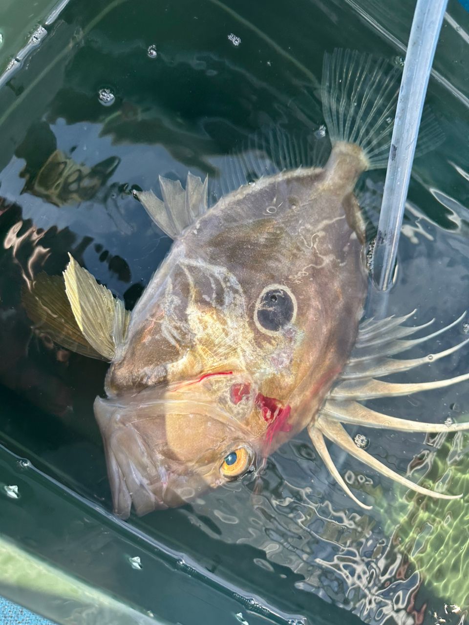 ☆沙乃○☆さんの釣果 2枚目の画像