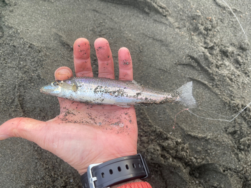 シロギスの釣果