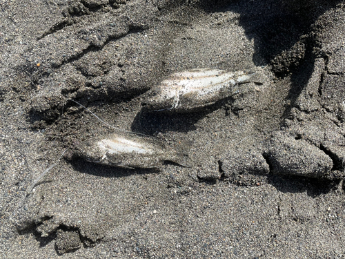 コトヒキの釣果