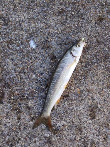 ウグイの釣果