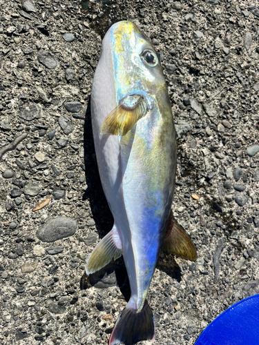 シロサバフグの釣果