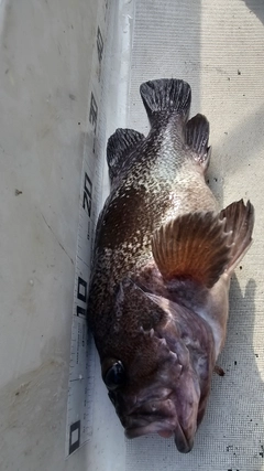 ウスメバルの釣果