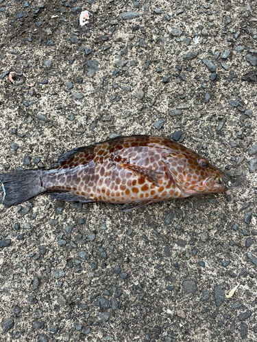 オオモンハタの釣果