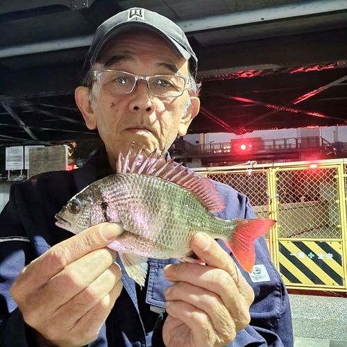 キチヌの釣果