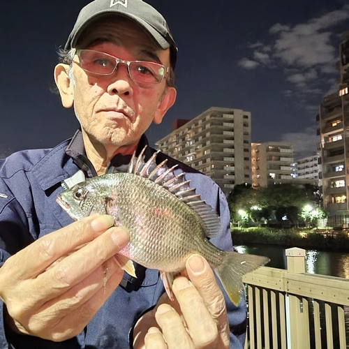 キチヌの釣果