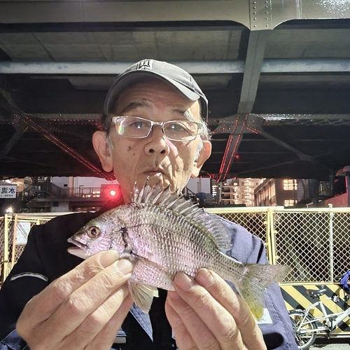 キチヌの釣果