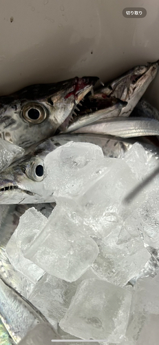 タチウオの釣果