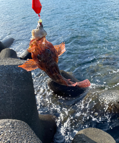 カサゴの釣果