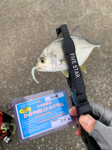 メッキの釣果