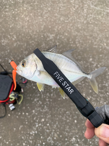 メッキの釣果