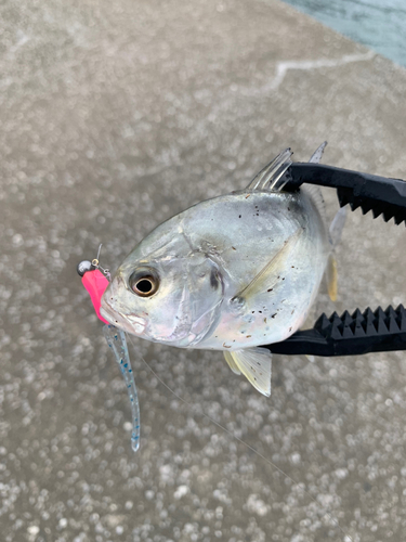 メッキの釣果