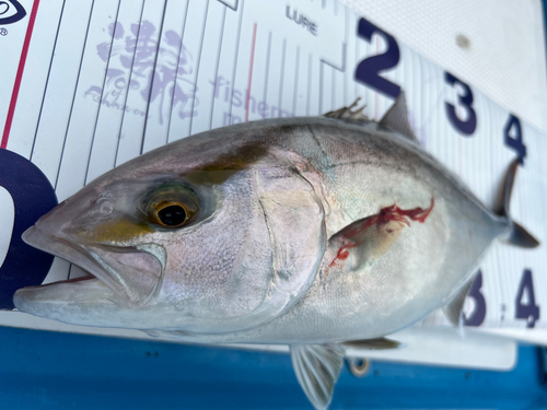 ネリゴの釣果