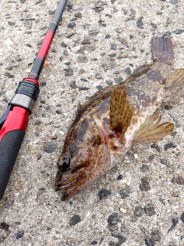 タケノコメバルの釣果