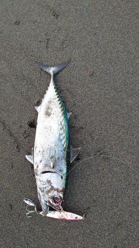 カツオの釣果