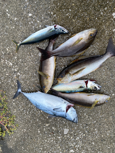 イサキの釣果