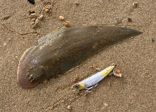 シタビラメの釣果