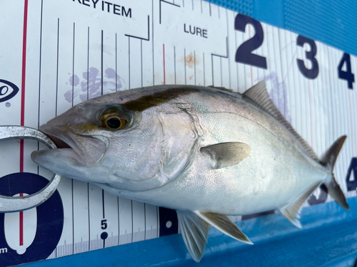 ネリゴの釣果