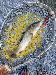 ニゴイの釣果