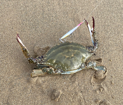 ガザミの釣果