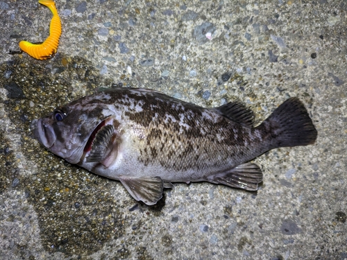 クロソイの釣果