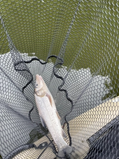 ニゴイの釣果