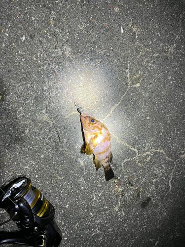 メバルの釣果