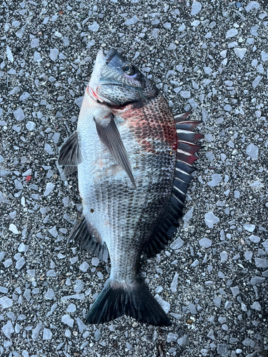 クロダイの釣果