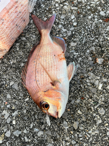 マダイの釣果